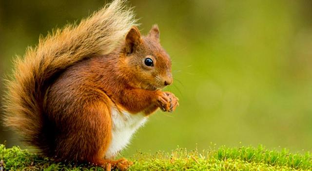 Red Squirrel Trail