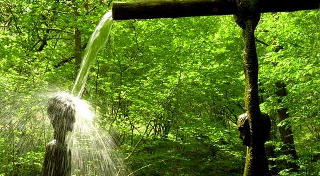 The Mushroom Trail